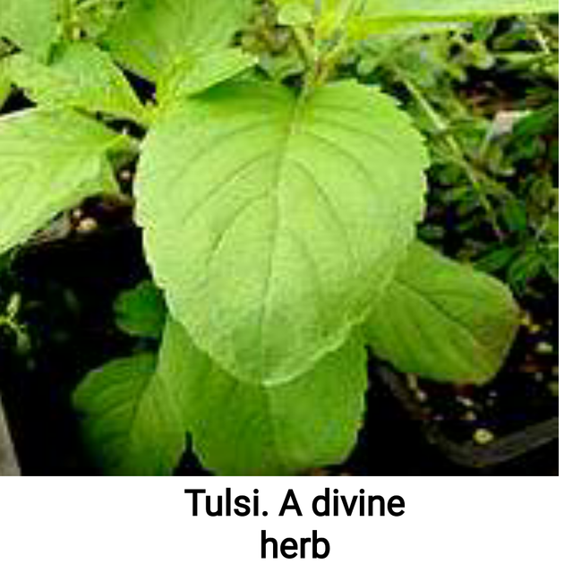 Herbal extract