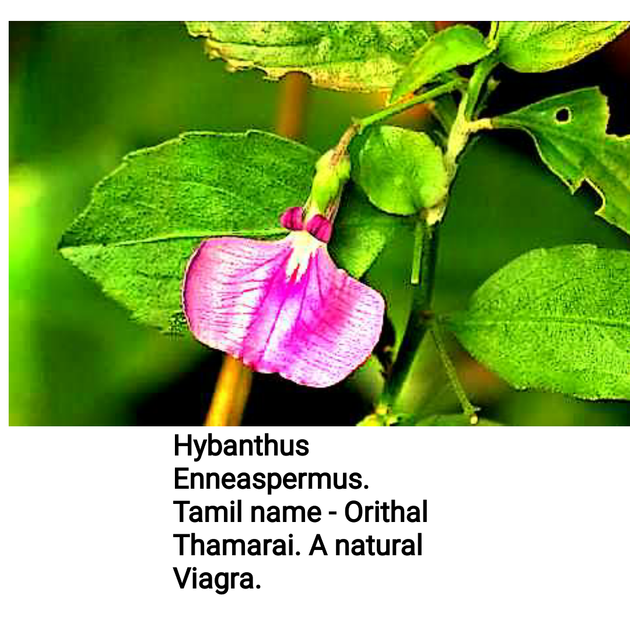 Herbal Extract