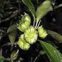 3,4-divanillyltetrahydrofuran (Nettle Root Extract)