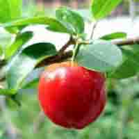 Acerola extract   