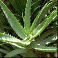 Aloe Vera extract 