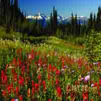 Arnica Montana extract  