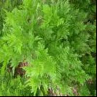 Artemisinin   