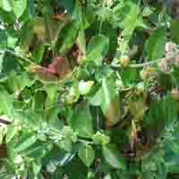  Ashwagandha extract  
