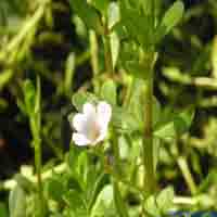 Bacopa Extract  