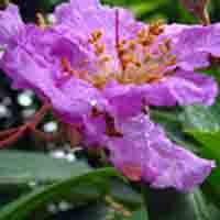 Banaba Leaf Extract