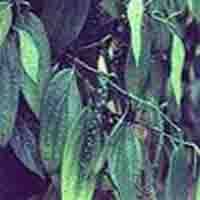 Black Pappermint