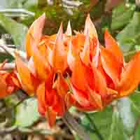 Butea superba extract  