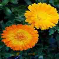 Calendula extract 