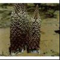 Cistanche deserticola P.E