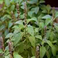 Coleus Forskohlii (Willd.) Briq. Extract  