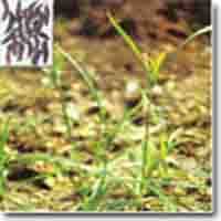 Cyperus rotundus Linn Oil