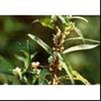 Dodder extract 