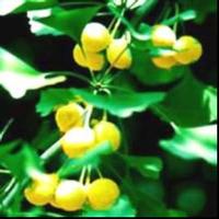 Ginkgo biloba extract