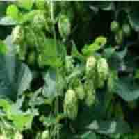 Hops extract   