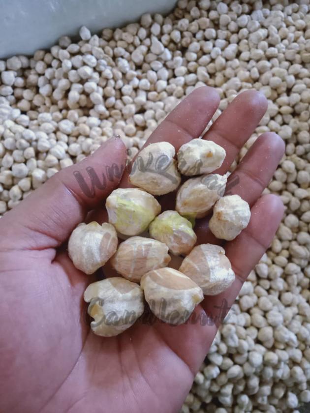 Candlenut