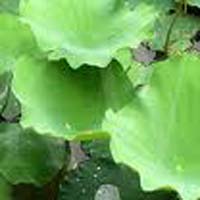 Lotus leaf extract 