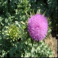Milk Thistle Extract 