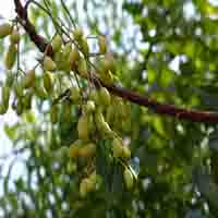 Neem extract 