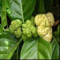 Noni fruit Powder 