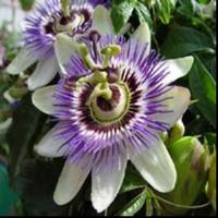 Passion flower extract 