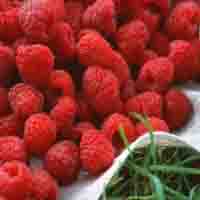 Raspberry extract 
