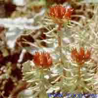 Rhodiola Rosea P.E.  