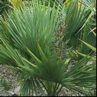 Saw palmetto extract