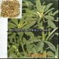 Semen trigonellea extract  
