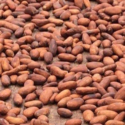 Cocoa Beans Organic