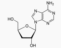 cordycepin