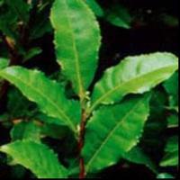 Green tea extract 