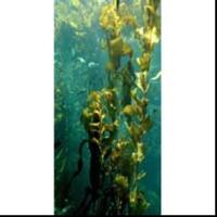 Kelp Extract 
