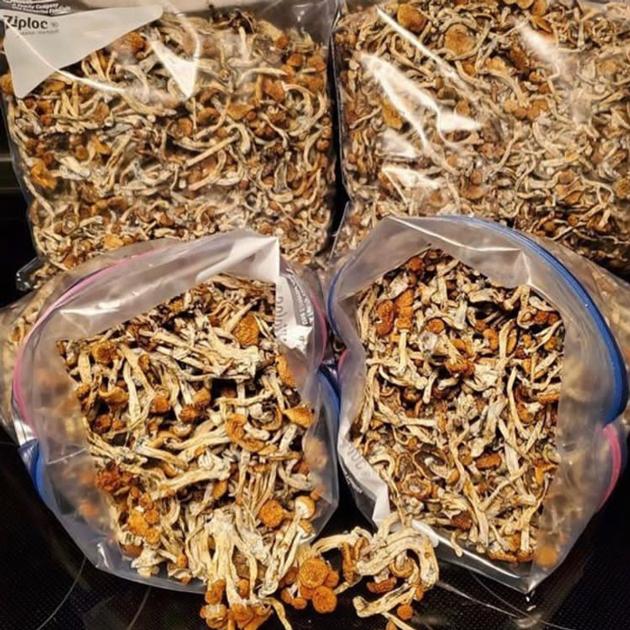 psilocybin capsules, psilocybin mushrooms grow bag, psilocybin therapy,