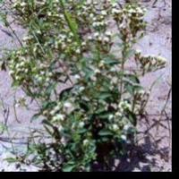 Stevia extract  