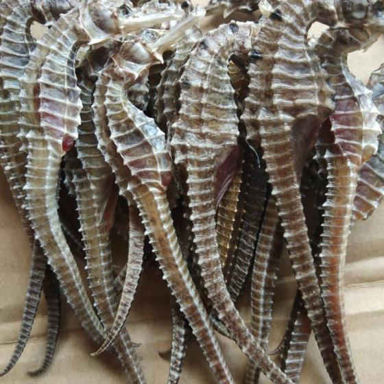 Dried Seahorse Suppliers And Manufacturers