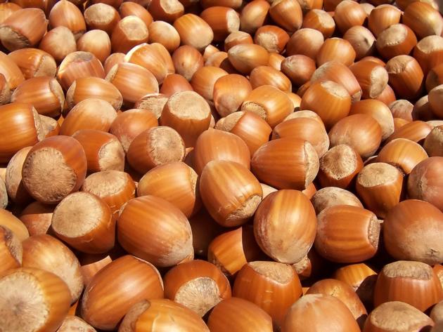 Hazelnuts, Blanched Hazelnuts, Hazelnuts In shell & Kernels, Organic Hazel Nuts