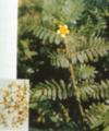 Tribulus Terrestris Extract Powder