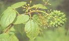 Siberian Ginseng Extract Powder
