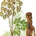 Angelica Extract Powder