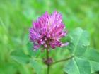 Red Clover Extract Powder