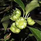 Shikimic acid