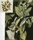 Chaste Tree Extract Powder