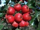 Hawthorn Extract Powder