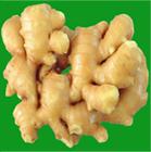 Ginger Extract Powder
