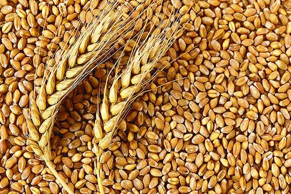 Indian Wheat