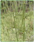 Horsetail Extract Powder