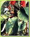 Schisandra Chinensis Extract Powder