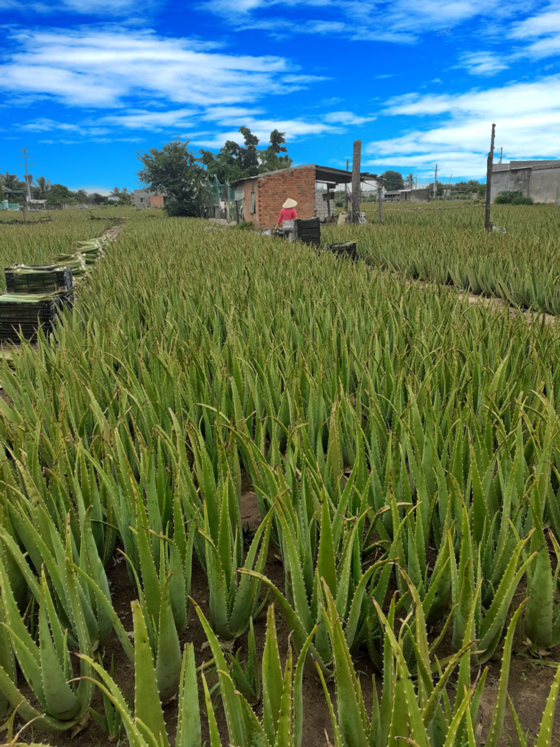 Fresh Aloe Vera Leaf