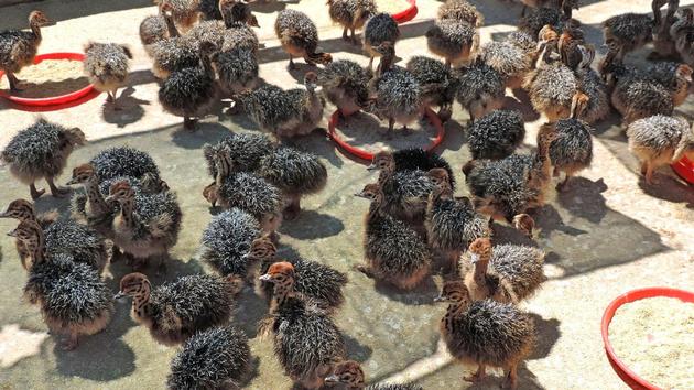 ostrich chickens and fresh fertile eggs
